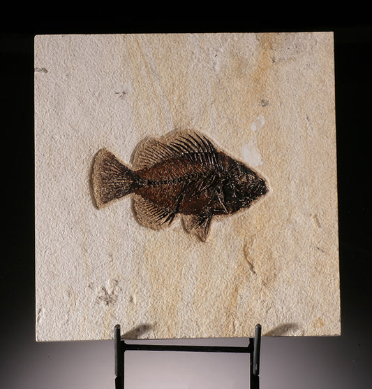 Priscacara Fossil Fish (with stand)