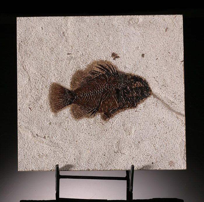 Priscacara liops Fossil Fish