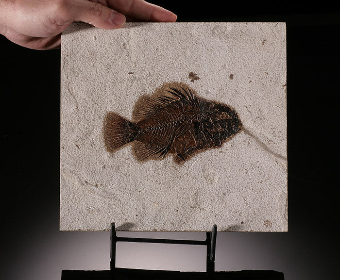 Priscacara liops Fossil Fish