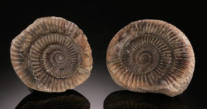 Dactylioceras Ammonite Pair