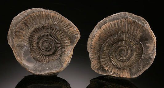 Dactylioceras Ammonite Pair