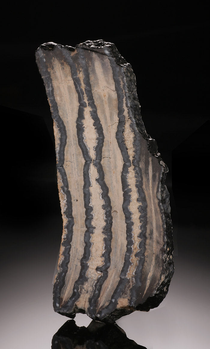 Mammoth Tooth Cross Section, USA