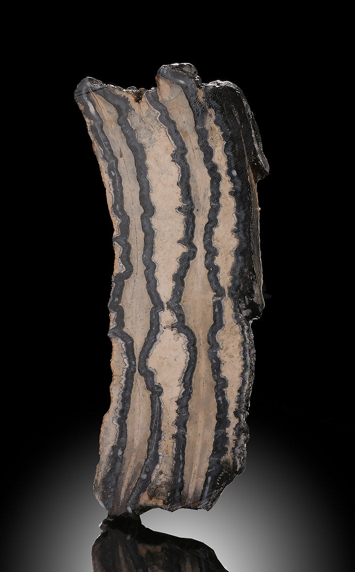 3" Mammoth Tooth Cross Section, USA