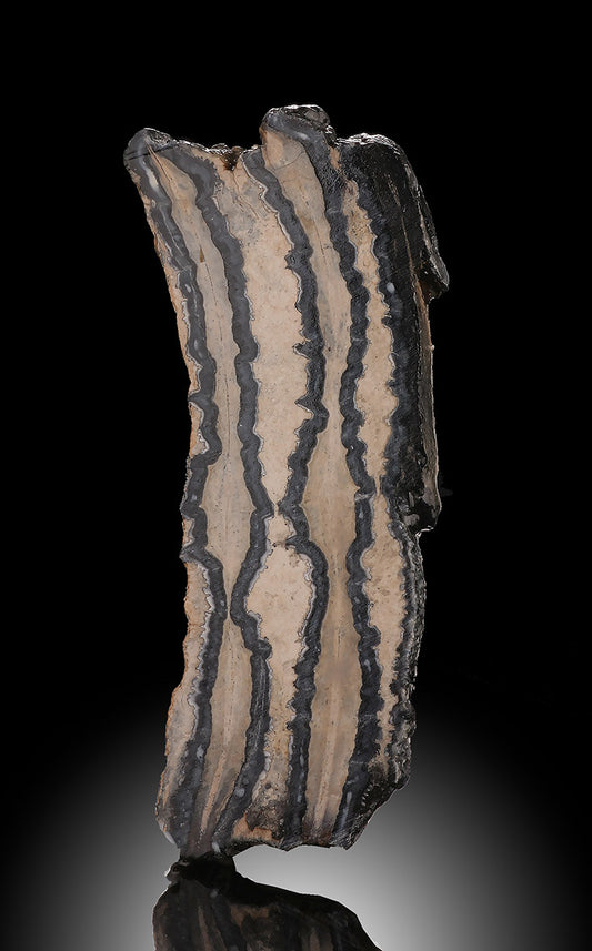 3" Mammoth Tooth Cross Section, USA