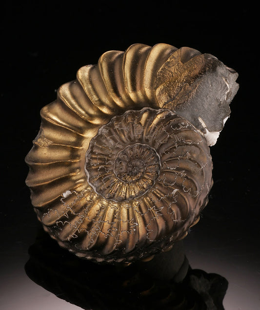Pleuroceras Pyritized Ammonite
