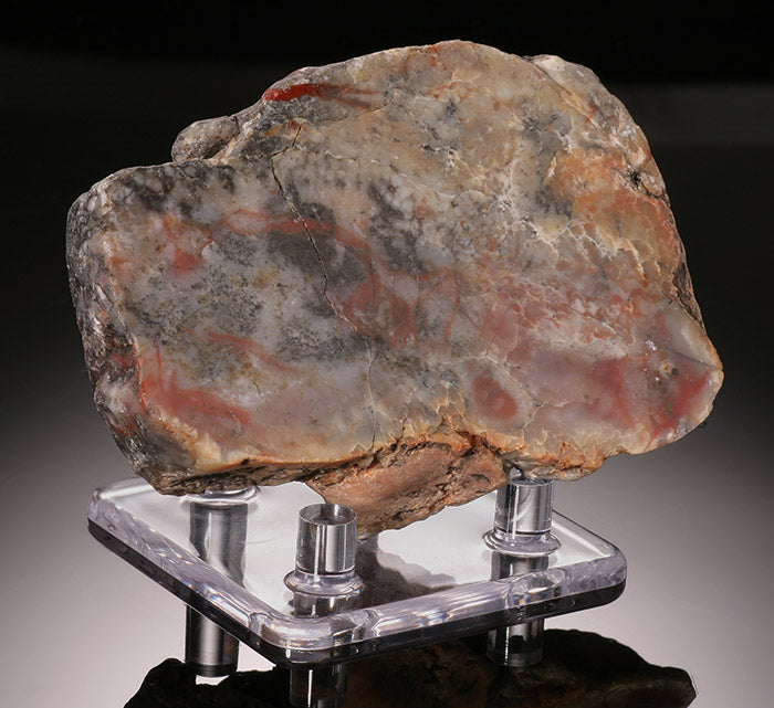 Fossilized Dino Dung (Coprolite) - w/ stand