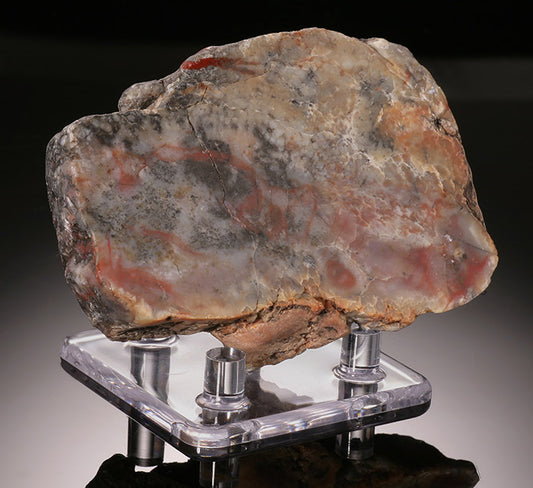 Fossilized Dino Dung (Coprolite) - w/ stand
