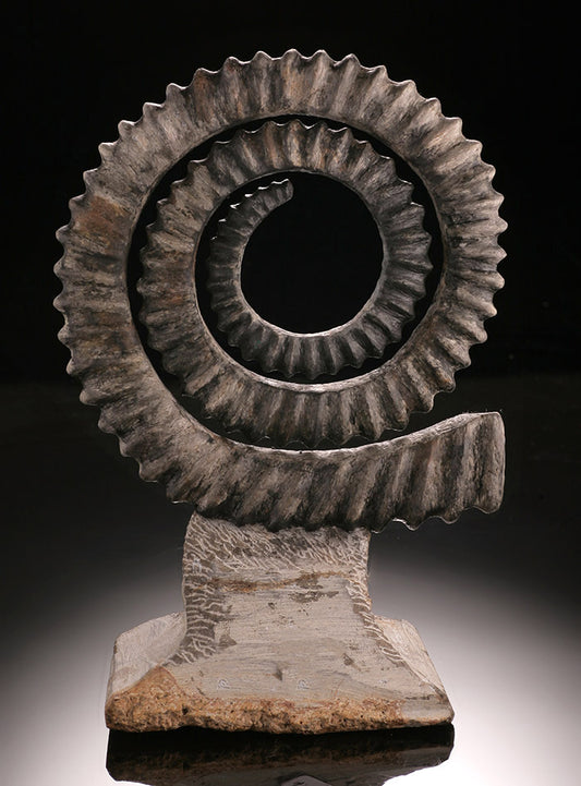 Anetoceras Uncoiled Ammonite