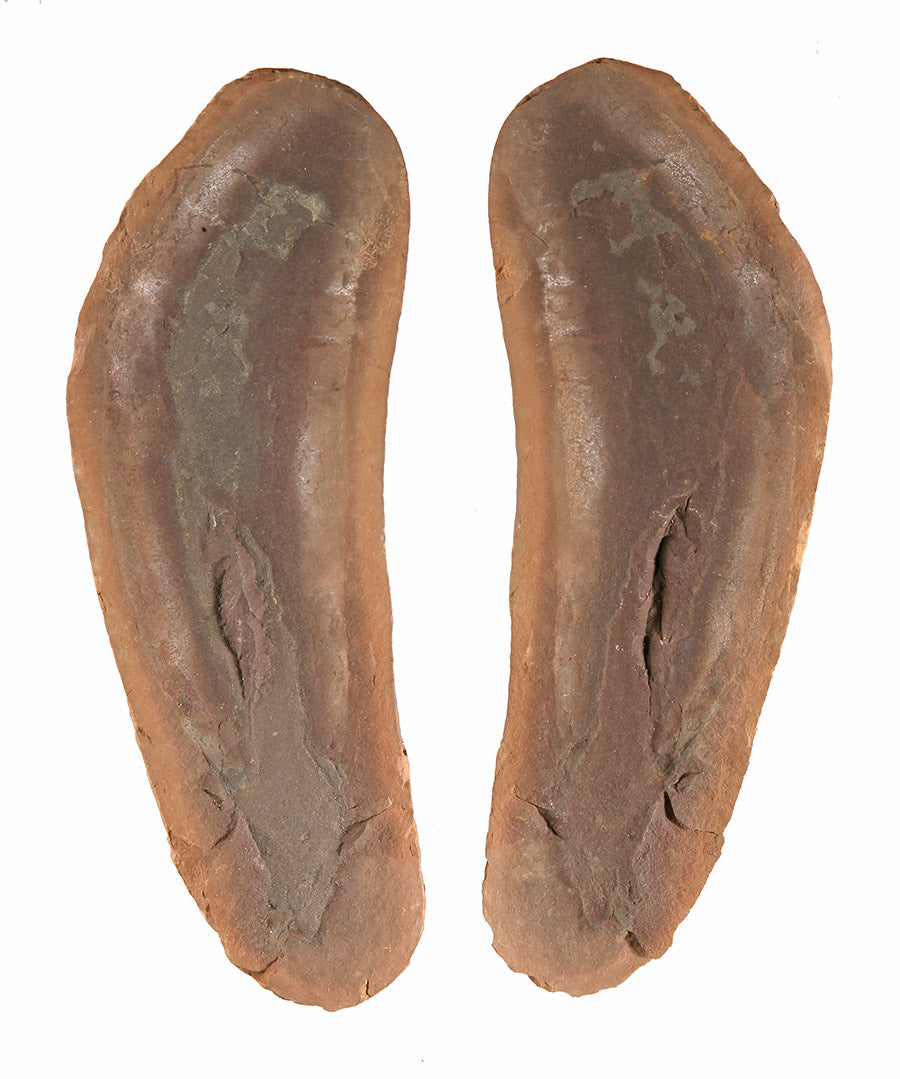 Tullimonstrum gregarium - DLD 3640 (Pit 15)
