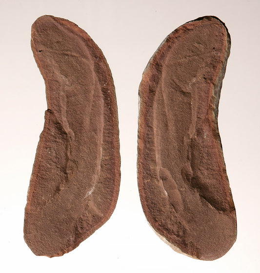 Tullimonstrum gregarium, Tully Monster - DLD 713