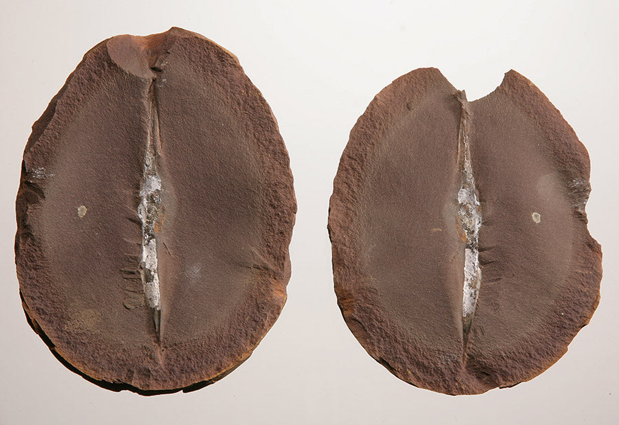 Fossil Shark Egg Casing (Palaeoxyris prendeli) - DLD 3703