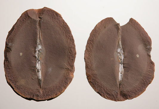 Fossil Shark Egg Casing  (Palaeoxyris prendeli) - DLD 3703