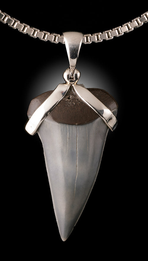 Fossil Mako Shark Tooth Pendant (with chain)