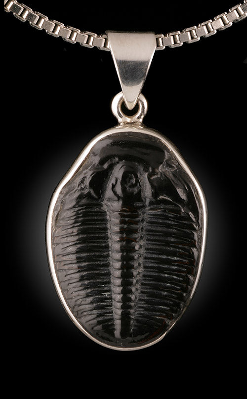 Trilobite Pendant (with chain)