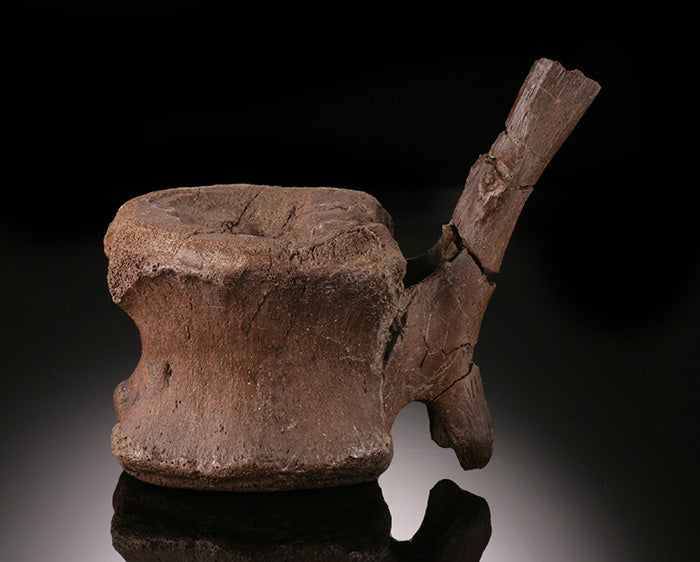 Edmontosaurus Caudal Vertebra