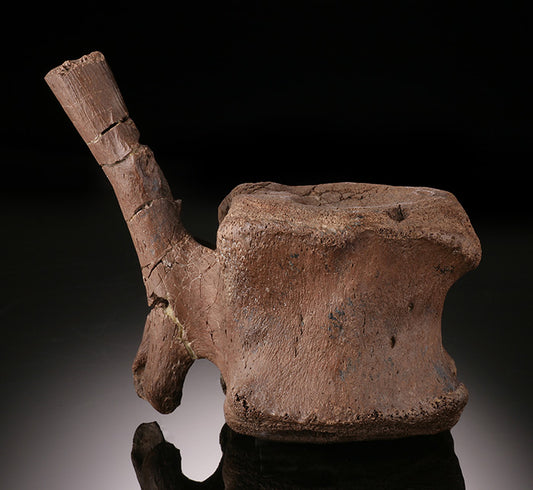 Edmontosaurus Caudal Vertebra