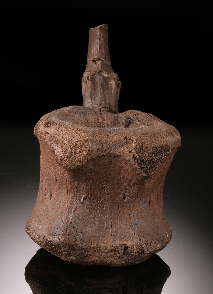 Edmontosaurus Caudal Vertebra