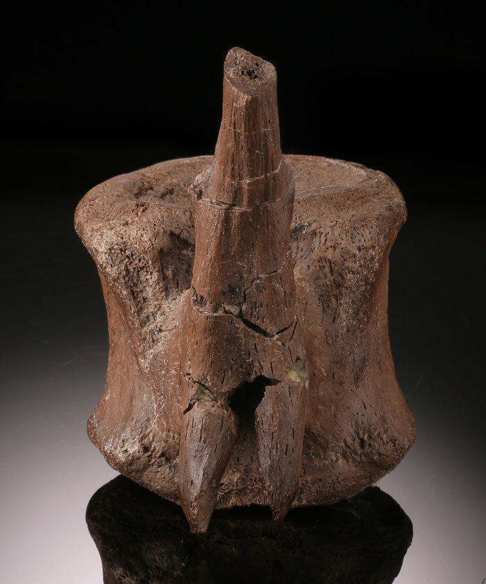 Edmontosaurus Caudal Vertebra