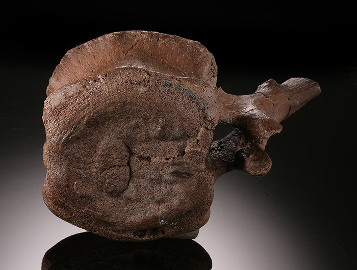 Edmontosaurus Caudal Vertebra