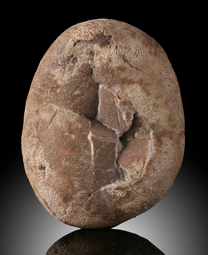 Therizinosaurid Egg (Segnosaurus)