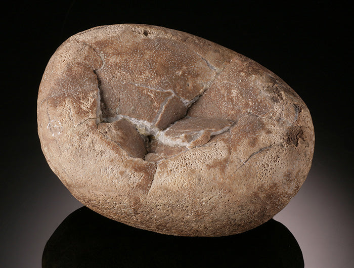 Therizinosaurid Egg (Segnosaurus)