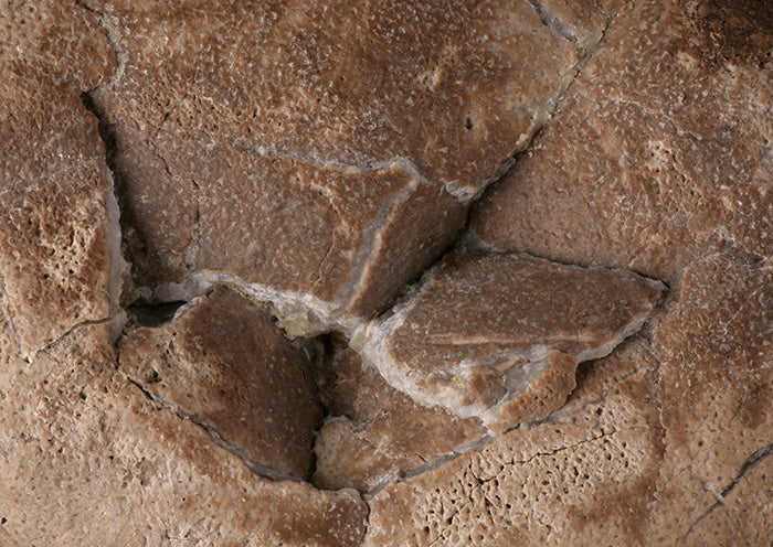 Therizinosaurid Egg (Segnosaurus)