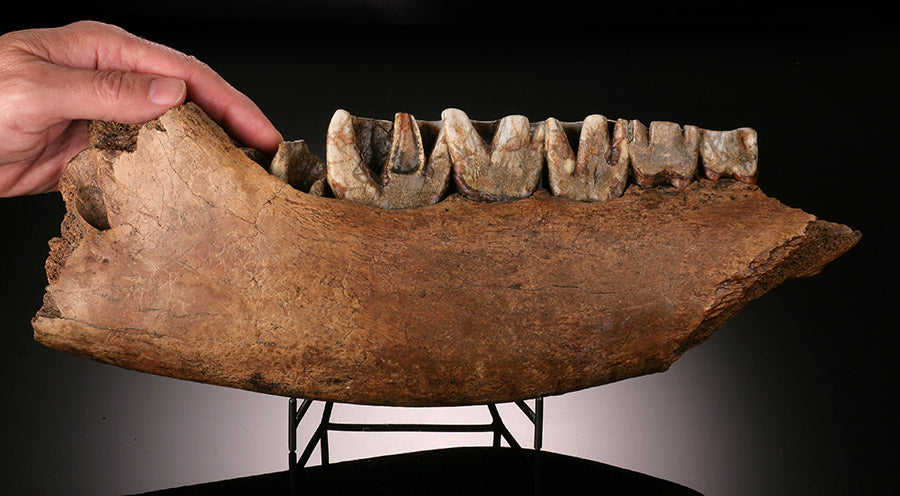 Woolly Rhino Jaw Section w/ Stand