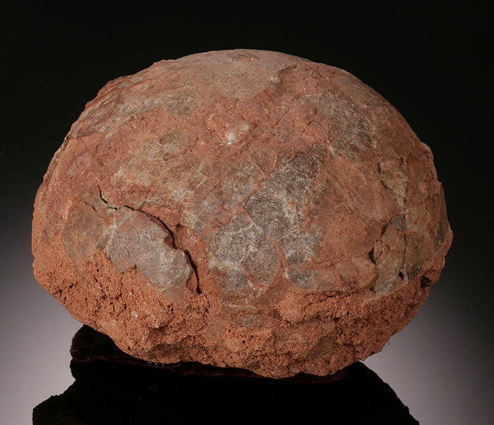 Dendroolithus Hadrosaur Egg