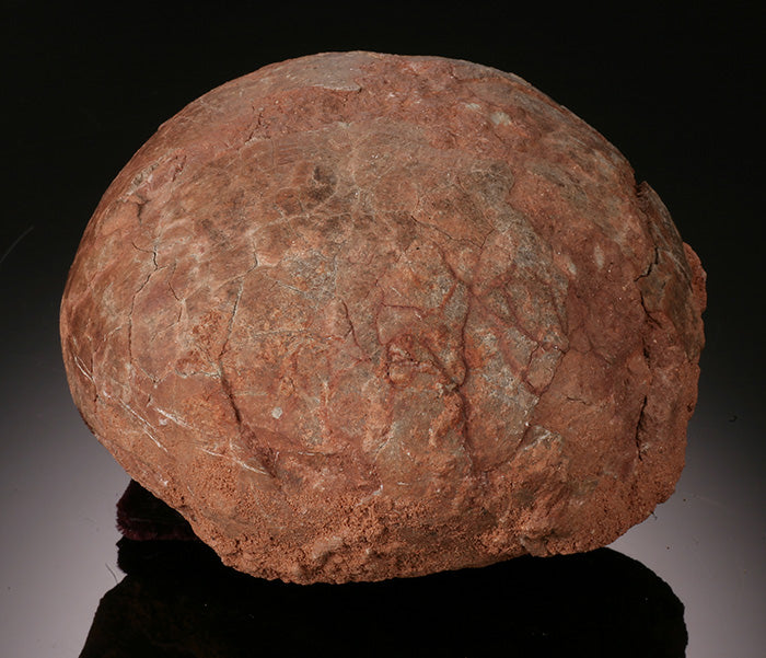 Dendroolithus Hadrosaur Egg