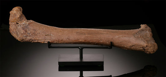 Ornithomimid Femur w/ Custom Stand