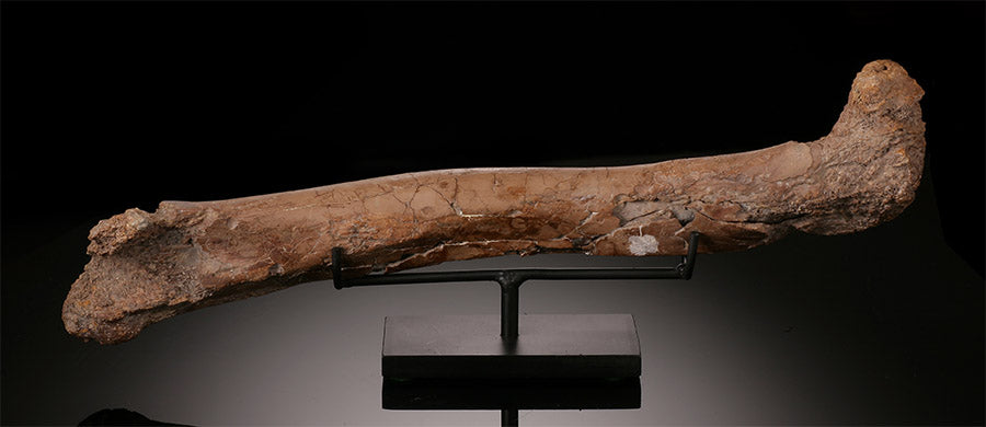 Ornithomimid Femur w/ Custom Stand