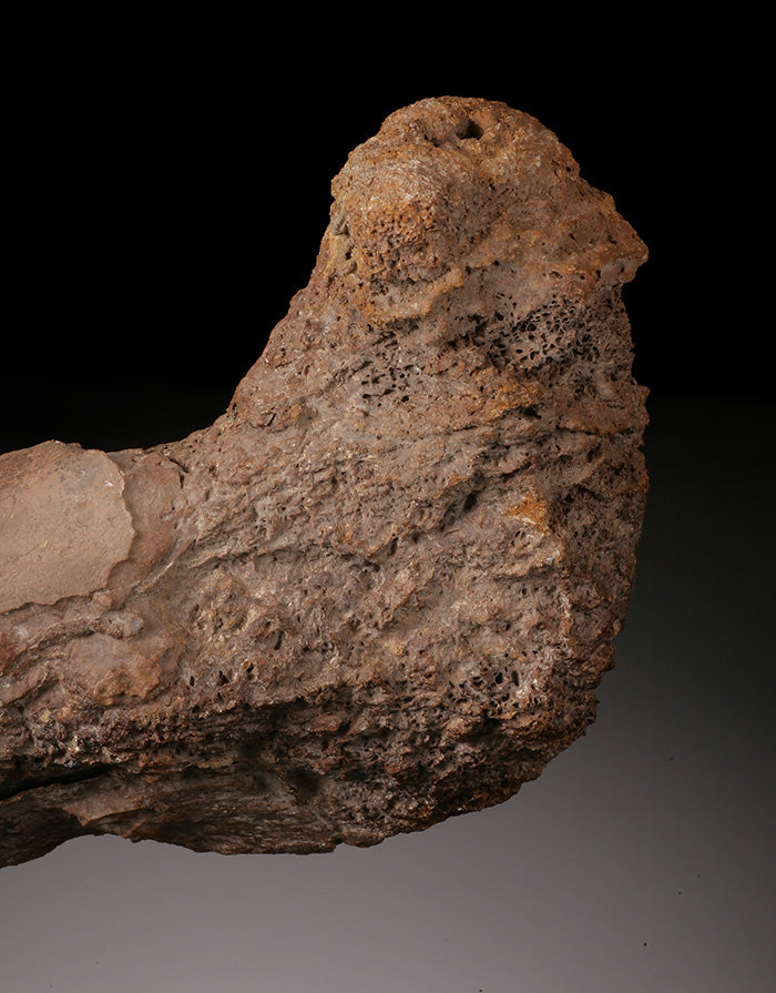 Ornithomimid Femur w/ Custom Stand