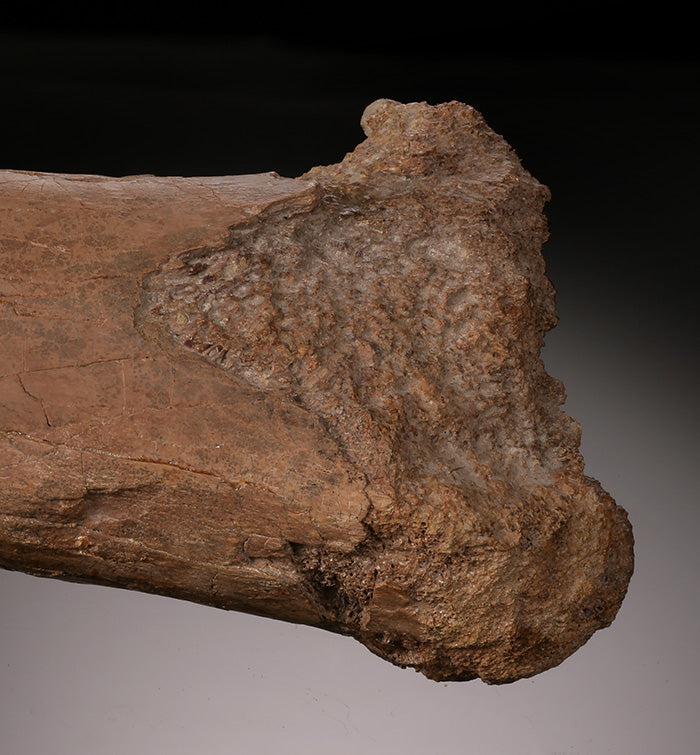 Ornithomimid Femur w/ Custom Stand