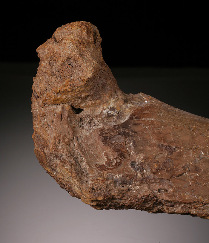 Ornithomimid Femur w/ Custom Stand