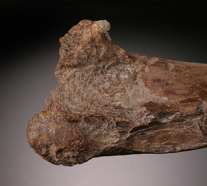 Ornithomimid Femur w/ Custom Stand