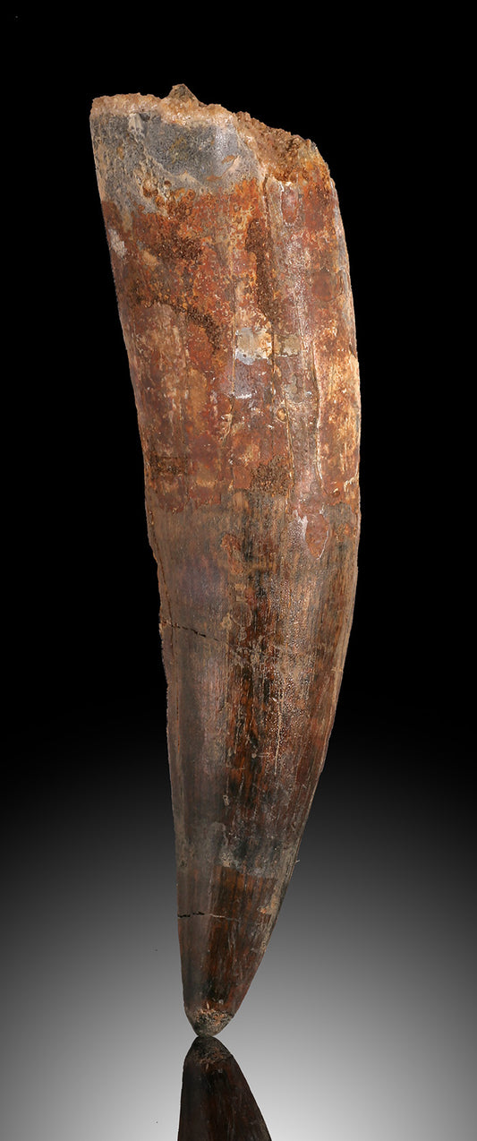 Spinosaur Tooth Fossil