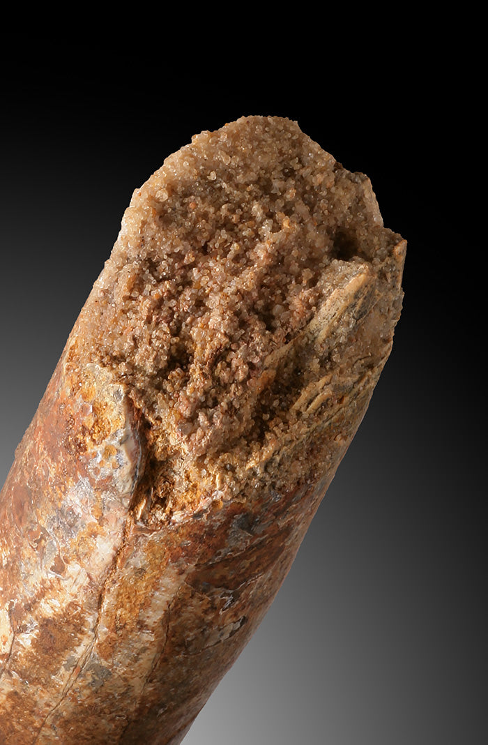 Spinosaur Tooth Fossil