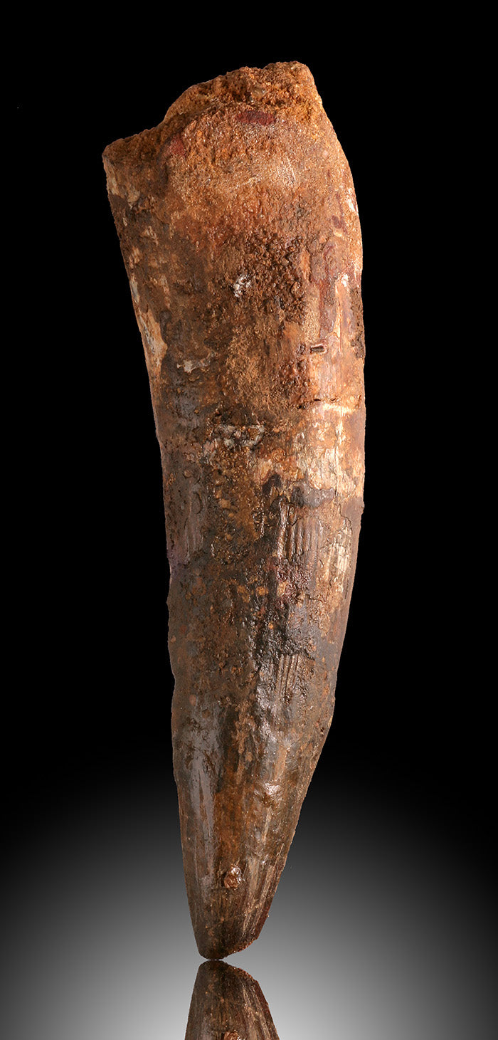 6" Spinosaurus Tooth