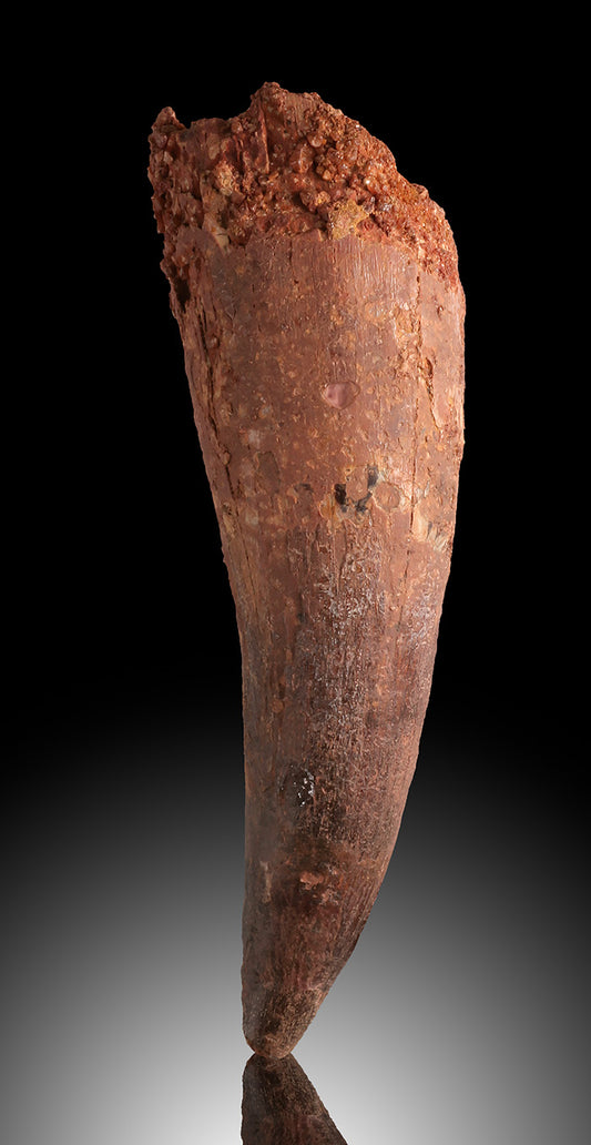 Spinosaur Tooth Fossil