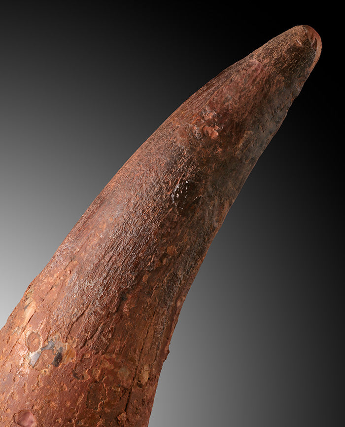 Spinosaur Tooth Fossil