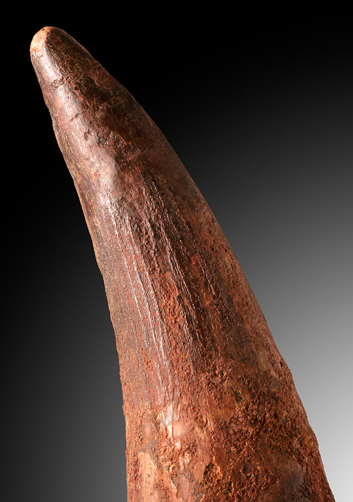 Spinosaur Tooth Fossil