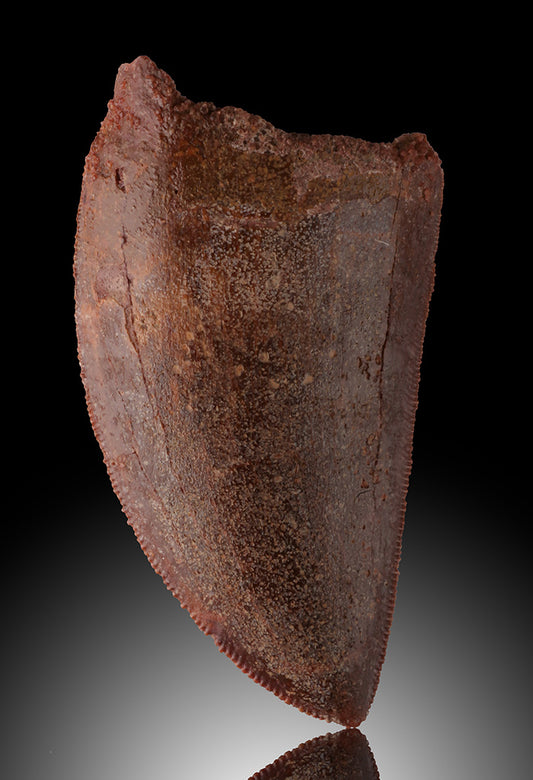 Carcharodontosaurus Tooth (2")