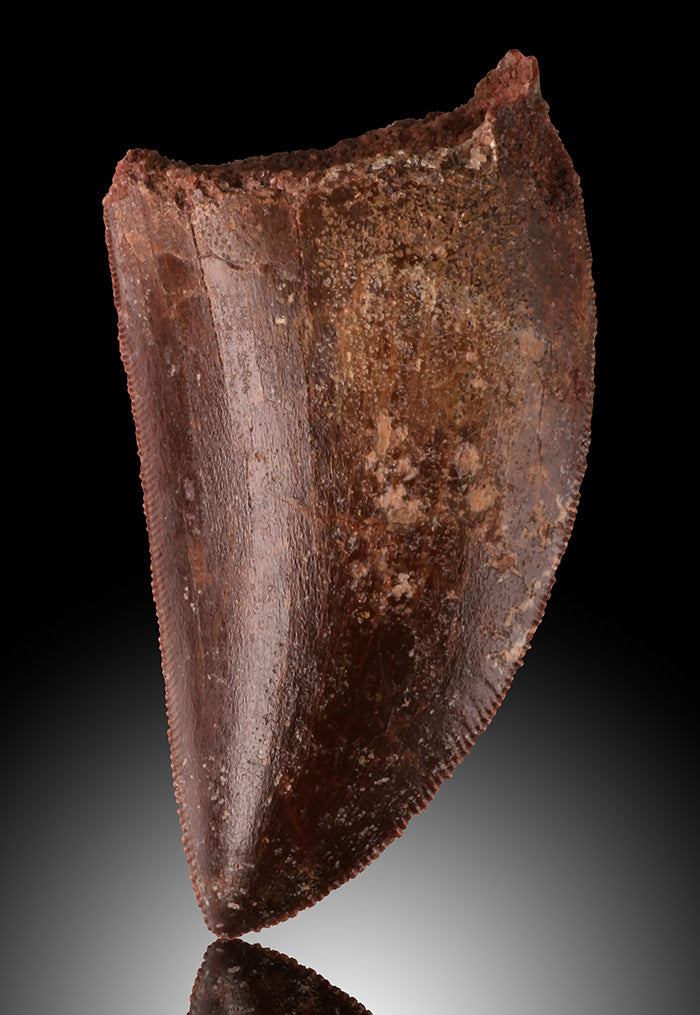 Carcharodontosaurus Tooth (2")
