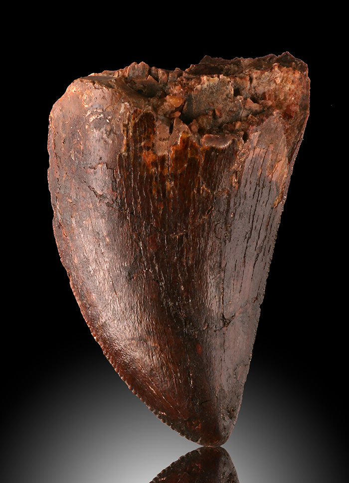 Fossil Carcharodontosaurus Tooth (1-1/2")