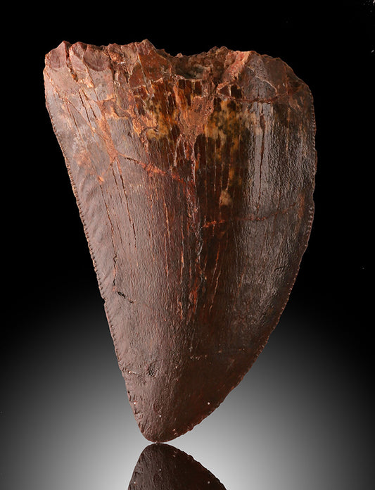 Fossil Carcharodontosaurus Tooth (1-1/2")