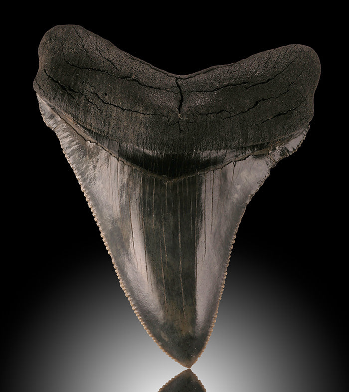Fossil Shark Tooth, Angustidens