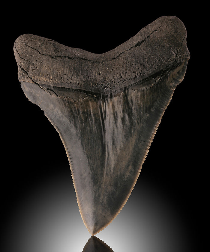 Fossil Shark Tooth, Angustidens