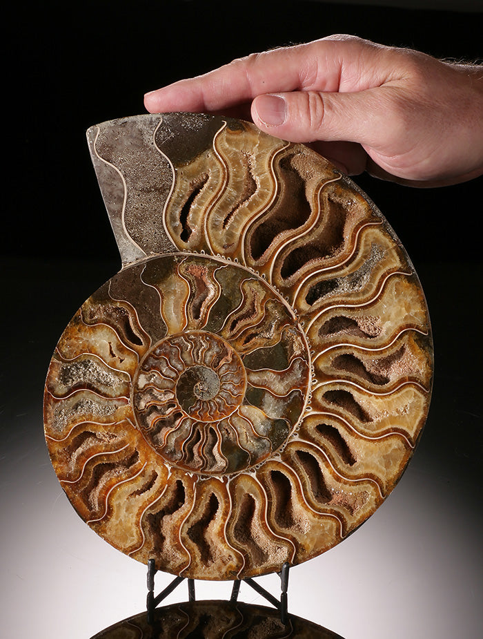 8-1/2" Ammonite Slice (with stand)