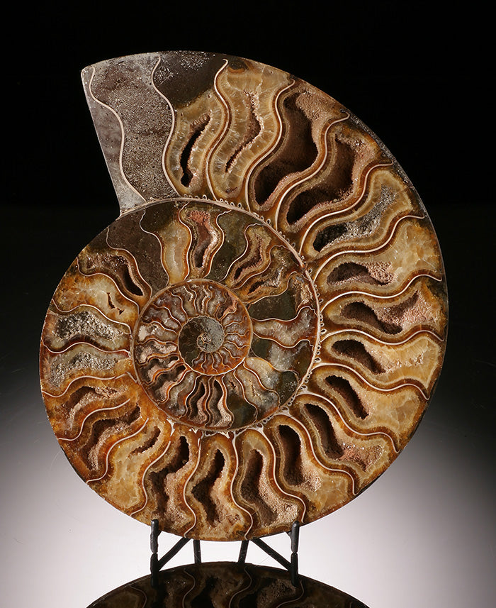 8-1/2" Ammonite Slice (with stand)