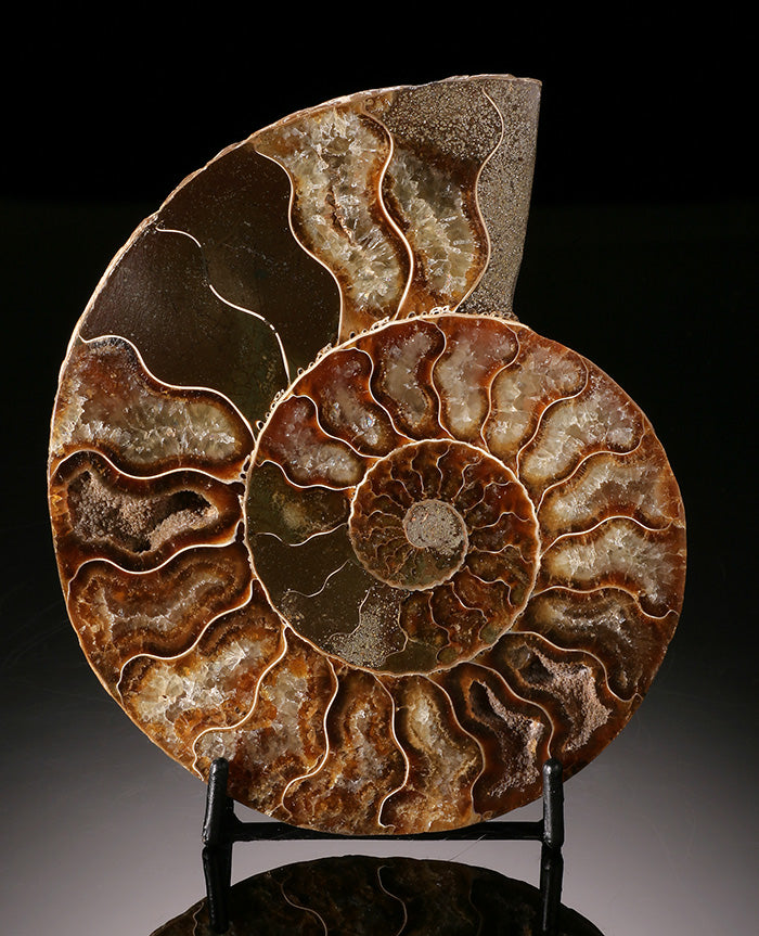 Ammonite Slice (with stand)